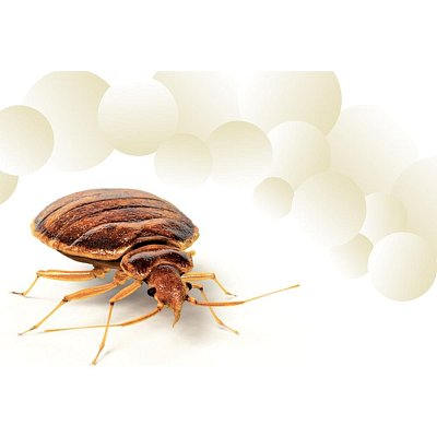 PTEU0234 PARNÍ ČISTIČ POLTI